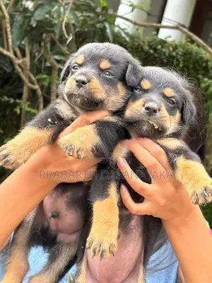 Rottweiler Puppies