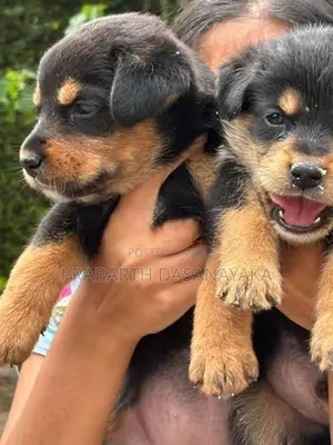 Rottweiler Puppies