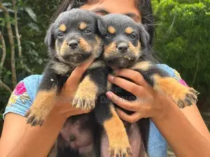Rottweiler Puppies