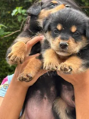 Rottweiler Puppies