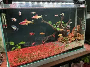 Fish Tank