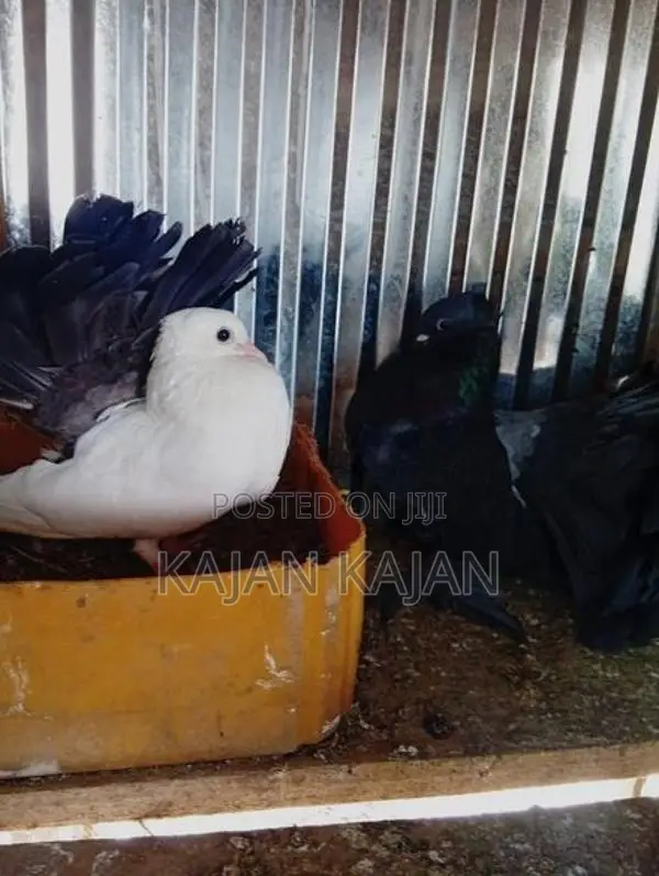 Fantail Pigeon