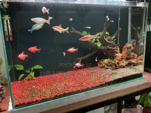Fish Tank