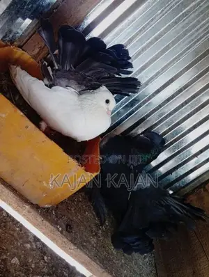Fantail Pigeon