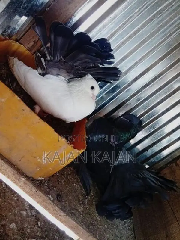 Fantail Pigeon