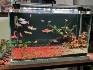 Fish Tank