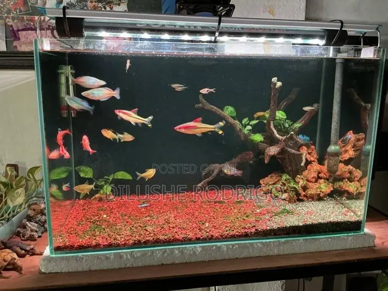 Fish Tank