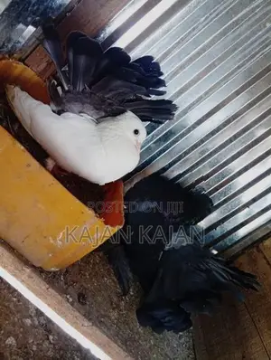 Fantail Pigeon