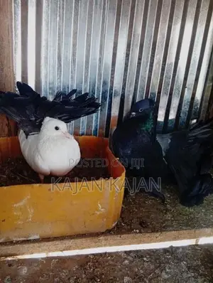 Fantail Pigeon