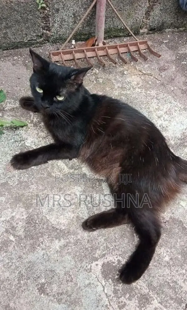 Persian Cat