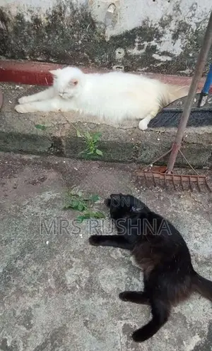 Persian Cat