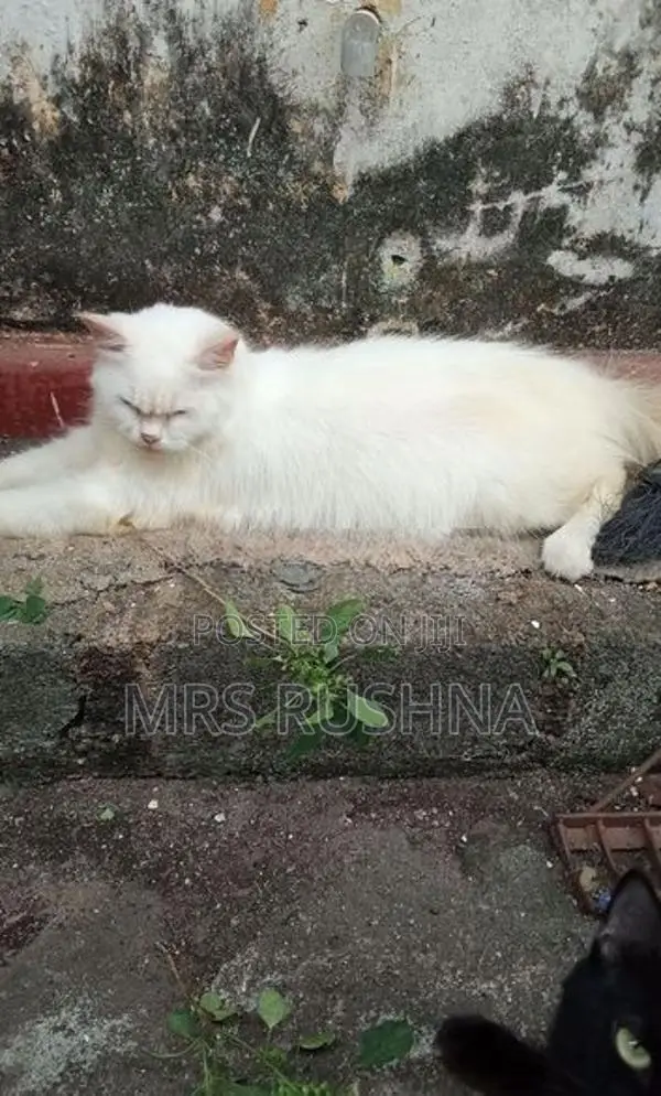 Persian Cat