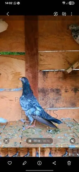 Zeera Golden Pigeons