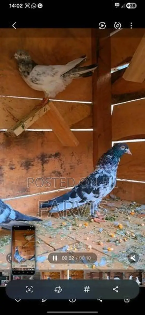 Zeera Golden Pigeons