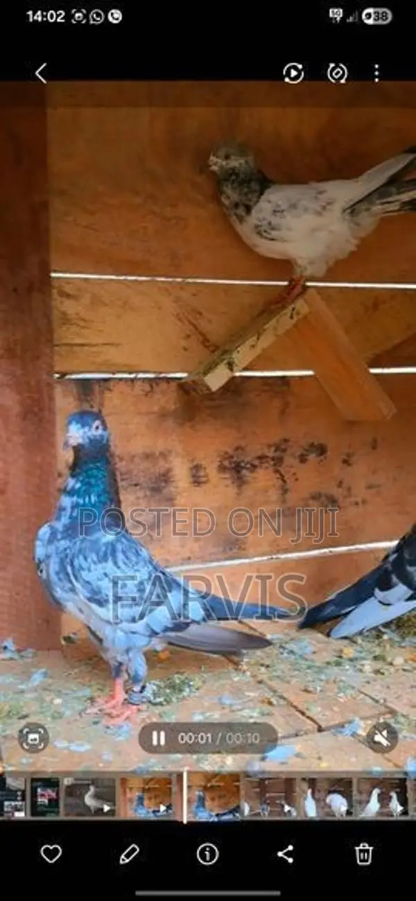 Zeera Golden Pigeons