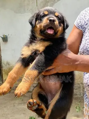 Rottweiler Puppy