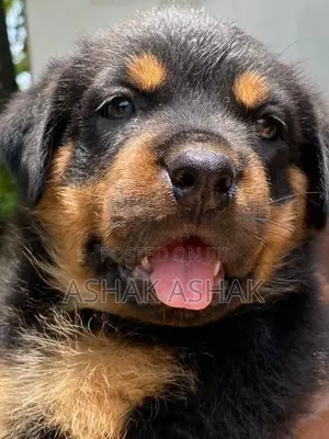 Rottweiler Puppy