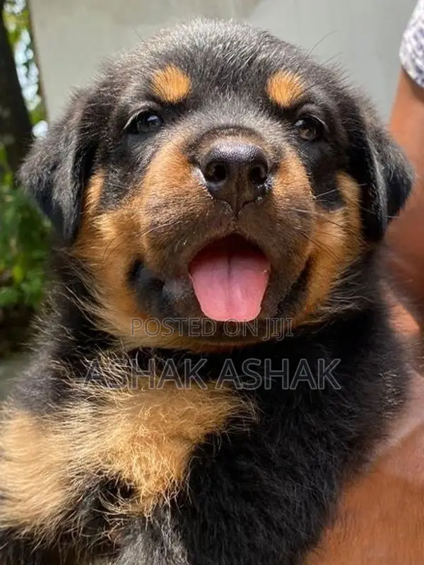 Rottweiler Puppy