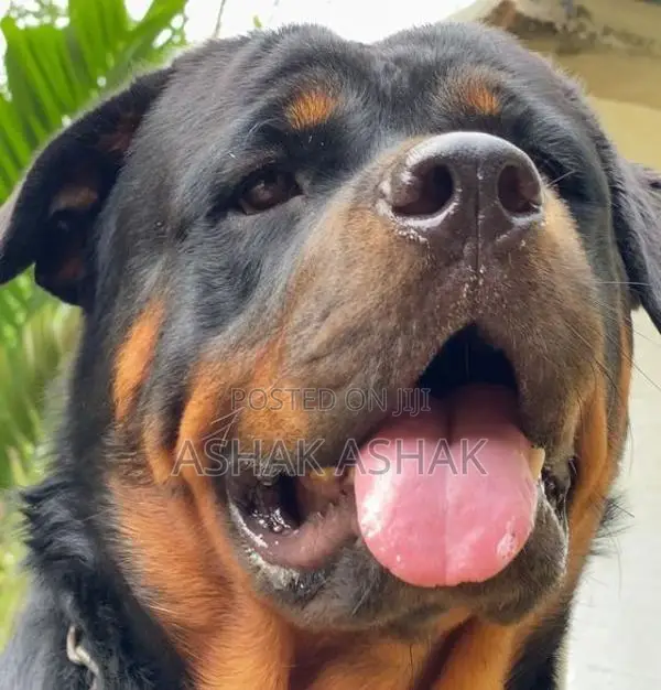 Rottweiler Puppy