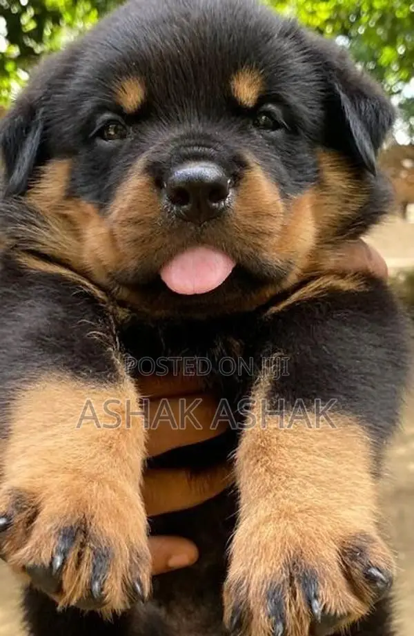 Rottweiler Puppy