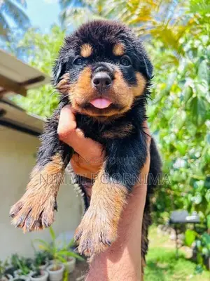 Rottweiler Puppy