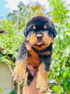 Rottweiler Puppy