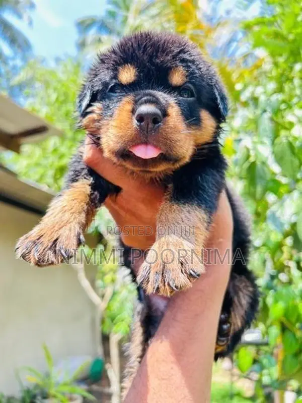 Rottweiler Puppy