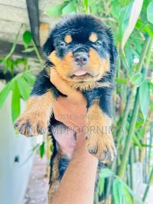 Rottweiler Puppy