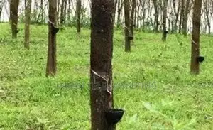 Land for Sale in Avissawella