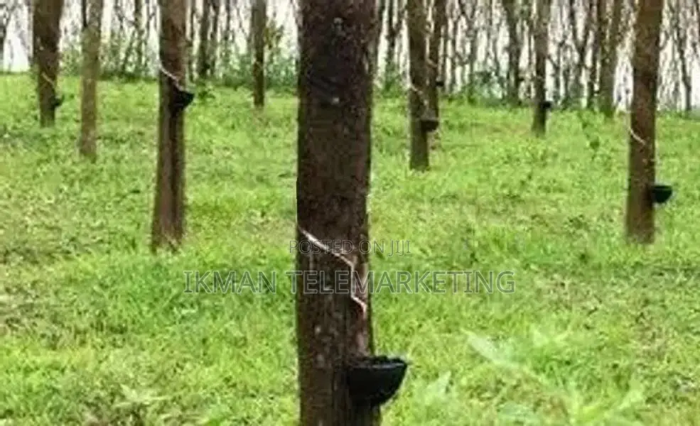 Land for Sale in Avissawella