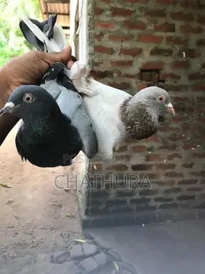 Pigeons
