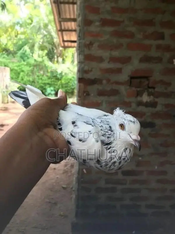 Pigeons
