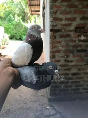 Pigeons