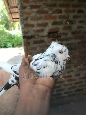 Pigeons