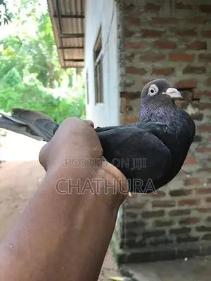 Pigeons