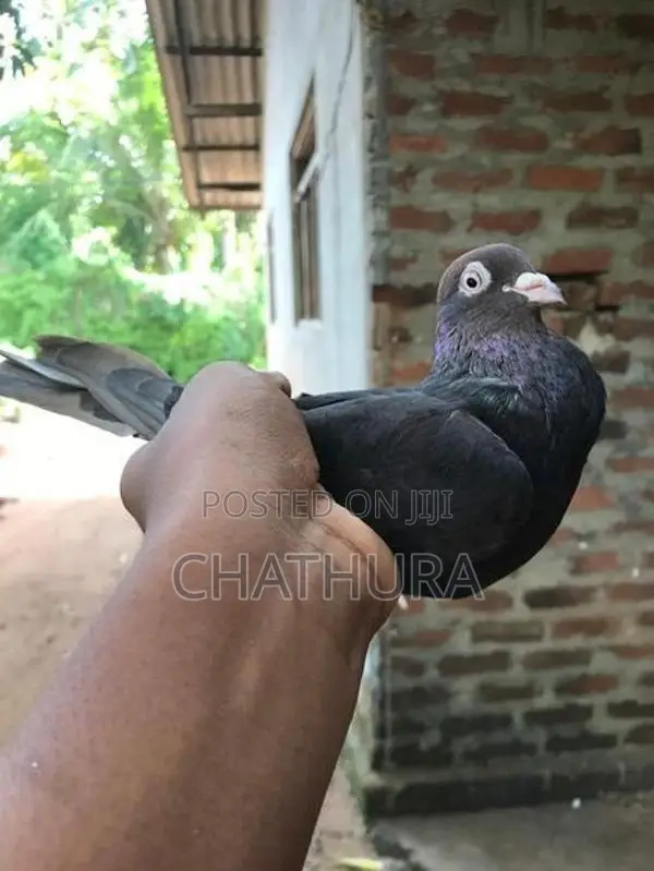 Pigeons