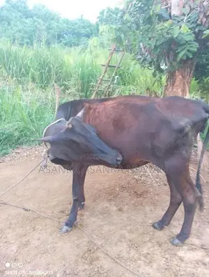 කිරි ගවයන්