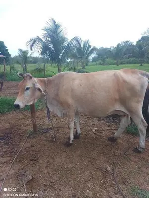 කිරි ගවයන්