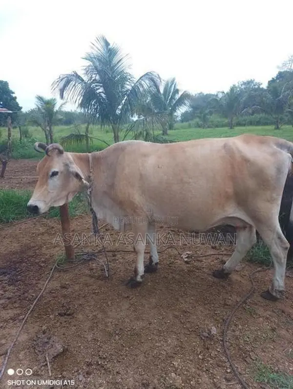 කිරි ගවයන්