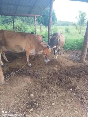 කිරි ගවයන්