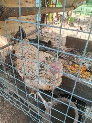 ගම් කිකිලියන්