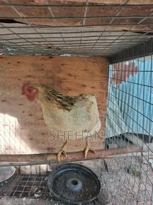 ගම් කිකිලියන්