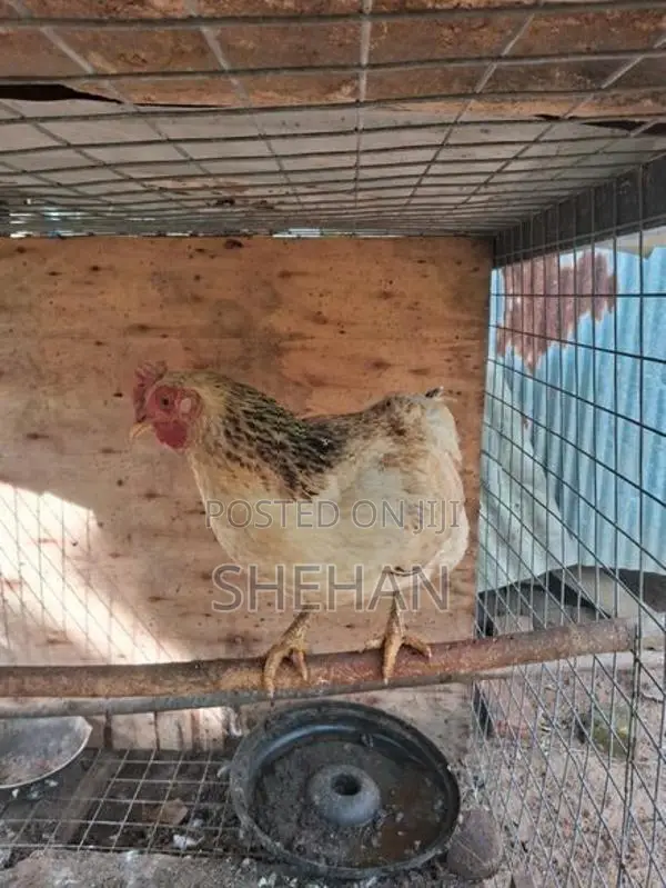 ගම් කිකිලියන්