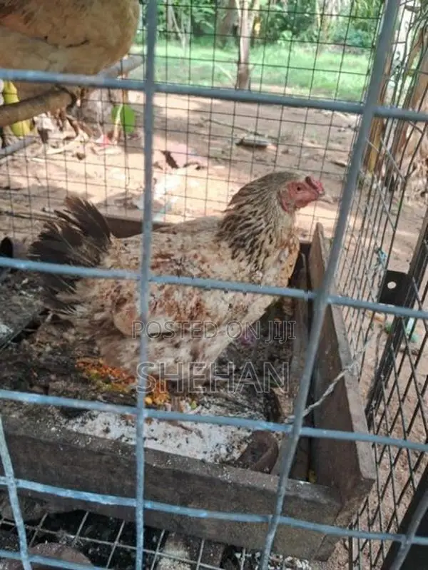 ගම් කිකිලියන්