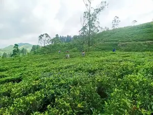 වටවල ඉඩමක් විකිණීමට