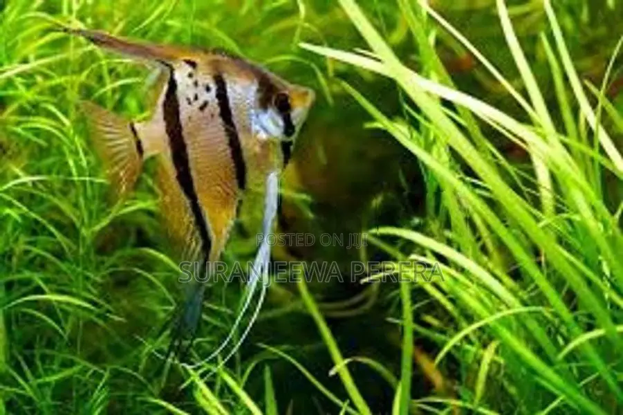 Angel Fish