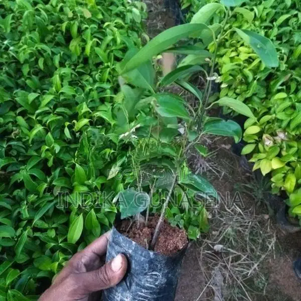 Kurudu Pala