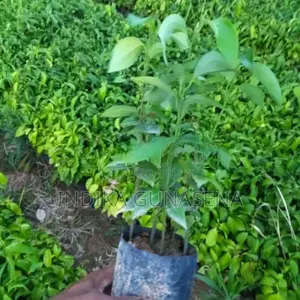 Kurudu Pala