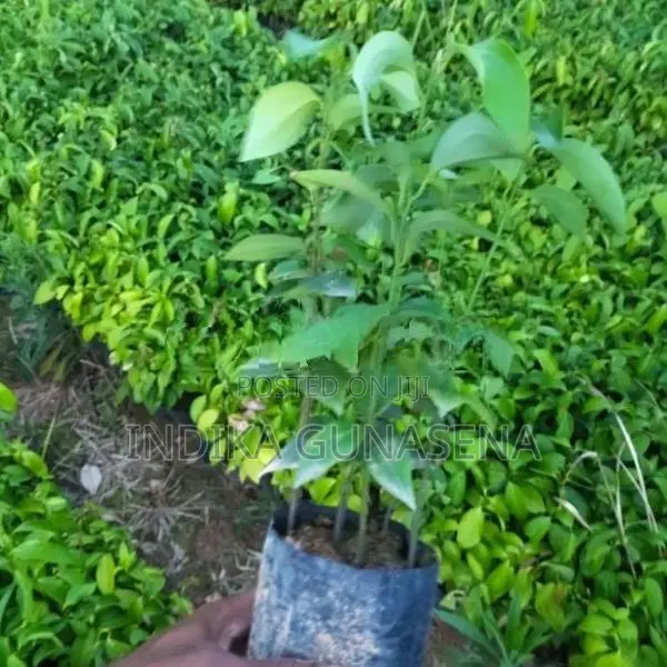 Kurudu Pala