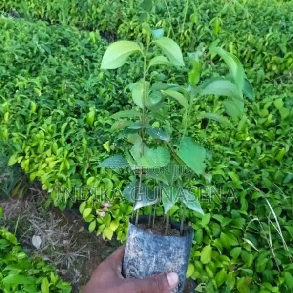 Kurudu Pala